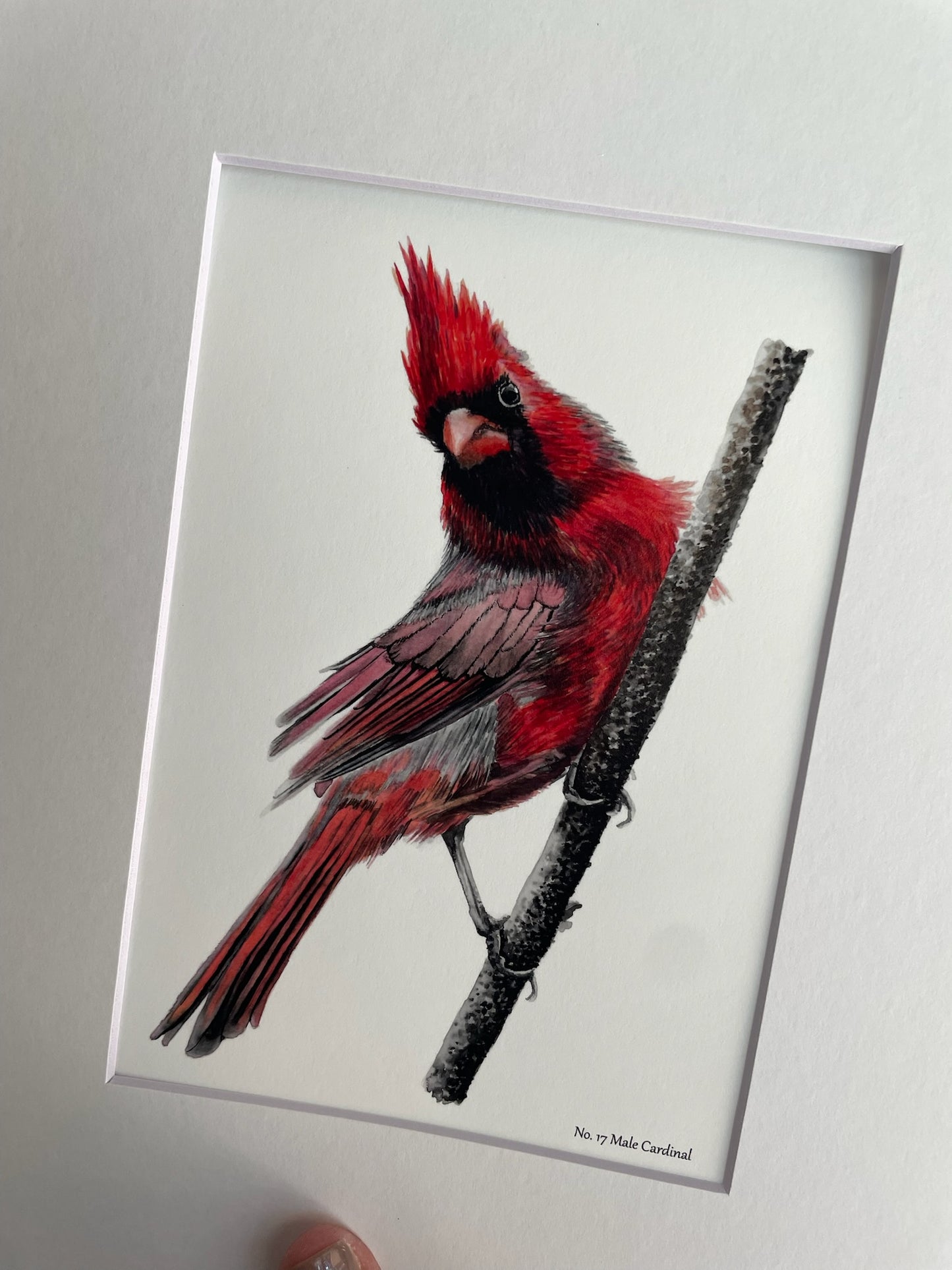 Cardinal - Male - Bird Art by KB - Giclee Print with White Mat