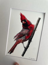Load image into Gallery viewer, Cardinal - Male - Bird Art by KB - Giclee Print with White Mat
