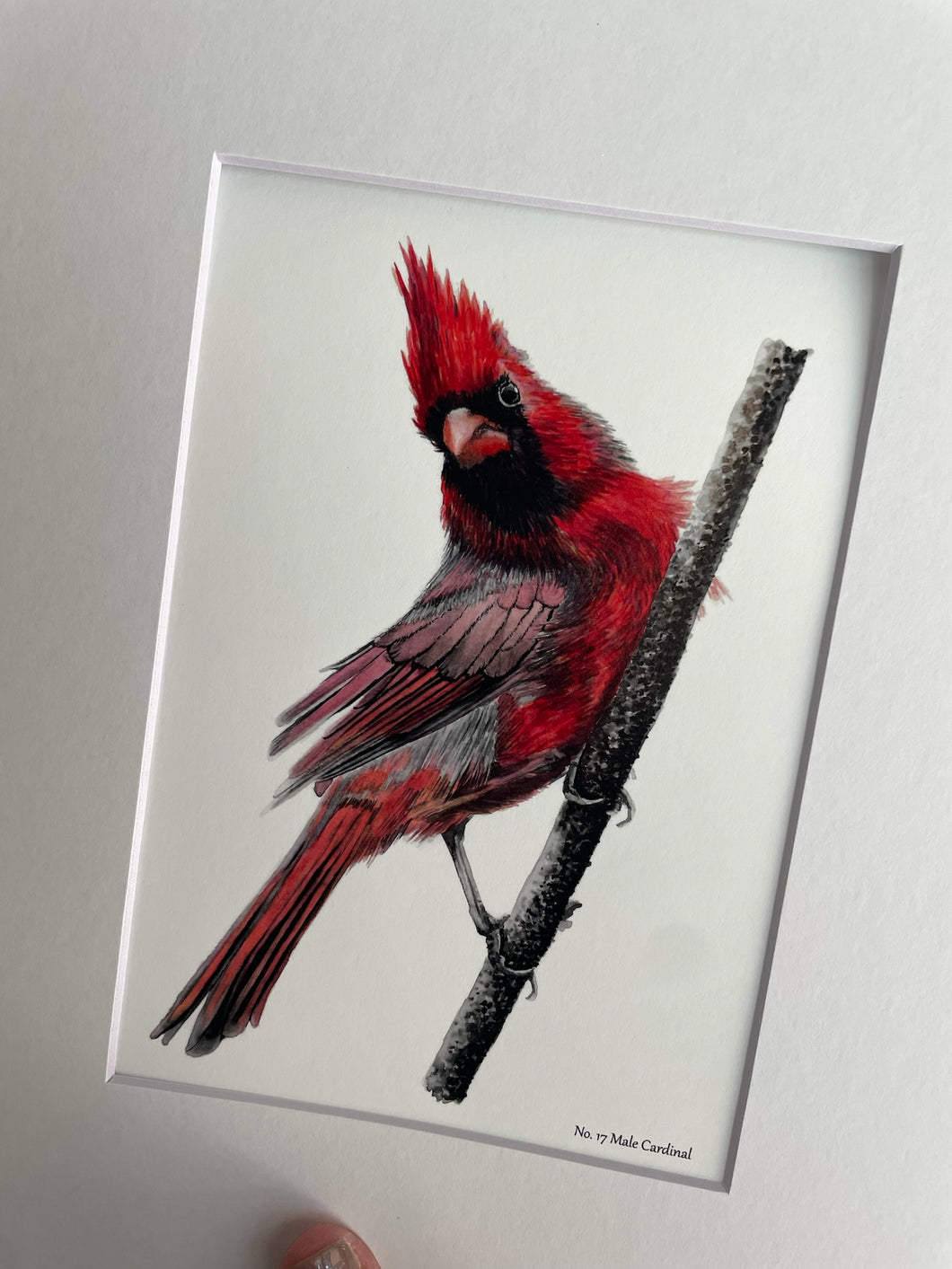 Cardinal - Male - Bird Art by KB - Giclee Print with White Mat