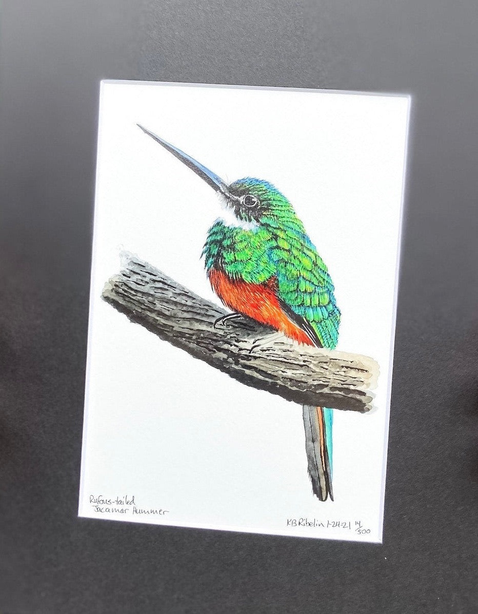 Rufous-tailed Jacamar - Bird Art by KB - Giclee Print with Black Mat