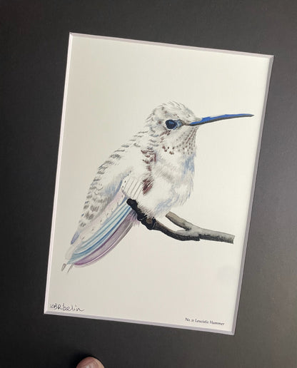 Leucistic Hummer - Bird Art by KB - Giclee Print with Black Mat