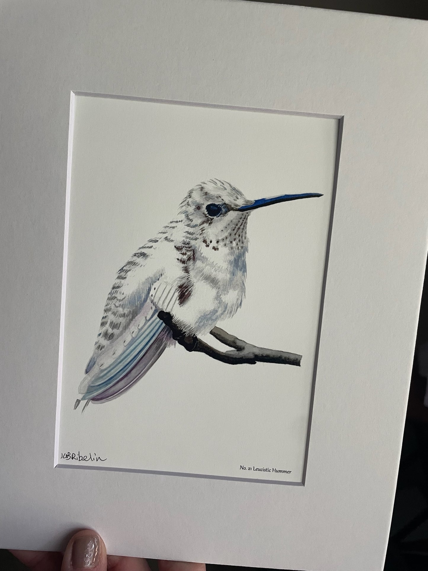 Leucistic Hummer - Bird Art by KB - Giclee Print with White Mat