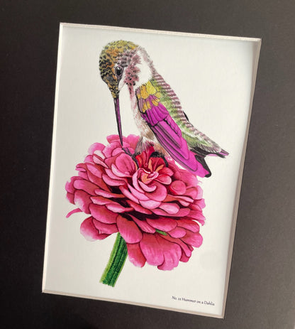 Hummingbird on Dahlia Flower - Bird Art by KB - Giclee Print with Black Mat