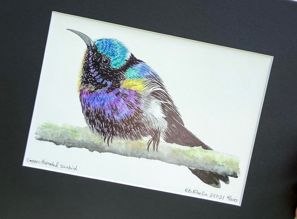 Copper-throated Sunbird - Bird Art by KB - Giclee Print with Black Mat