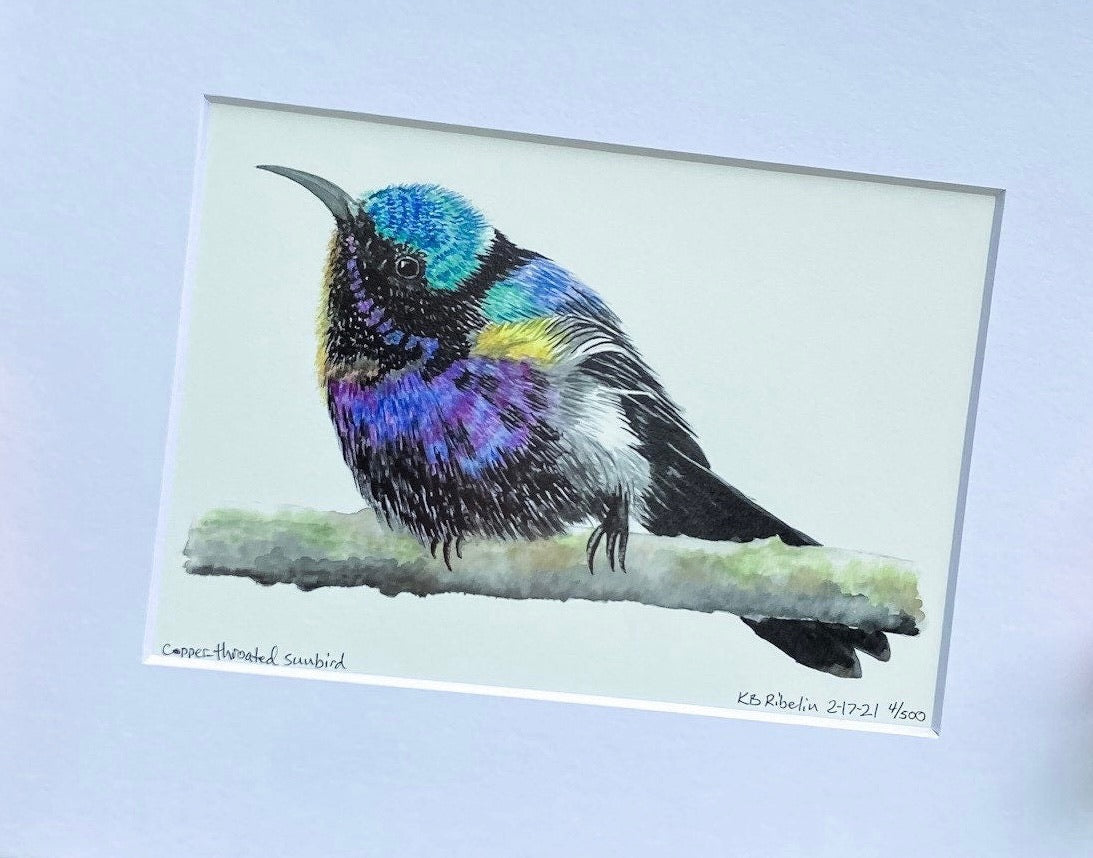 Copper-throated Sunbird - Bird Art by KB - Giclee Print with White Mat