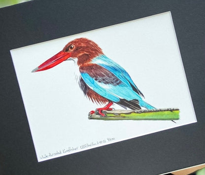 White-throated Kingfisher - Bird Art by KB - Giclee Print with Black Mat