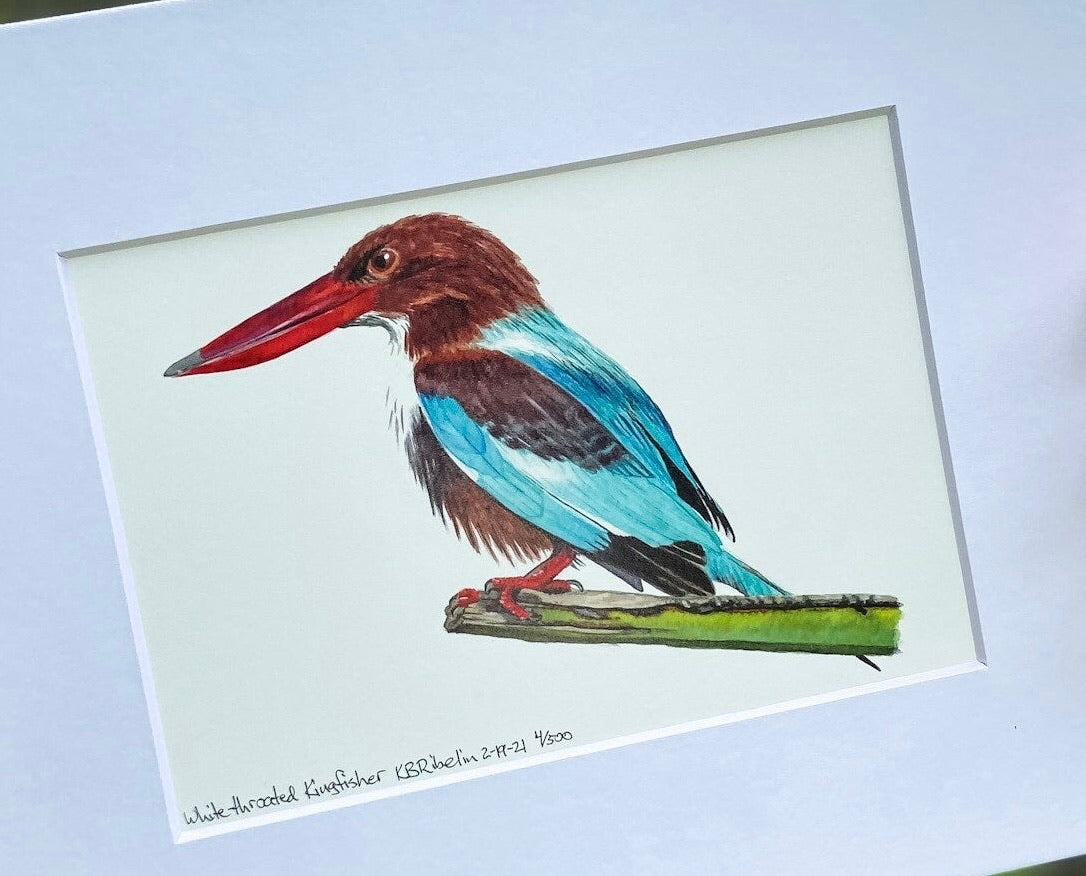 White-throated Kingfisher - Bird Art by KB - Giclee Print with White Mat