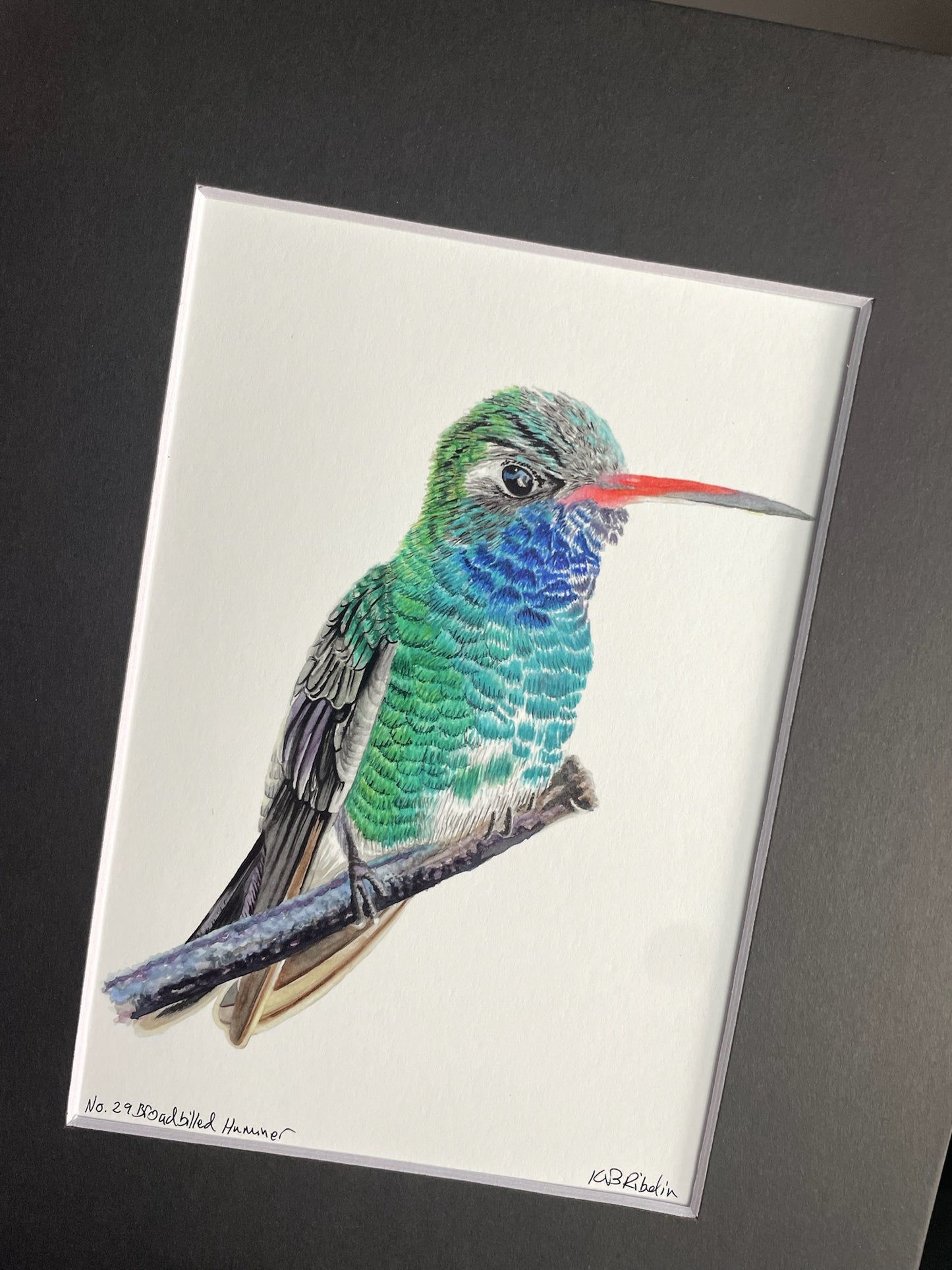 Broad-billed Hummingbird - Bird Art by KB - Giclee Print with Black Mat