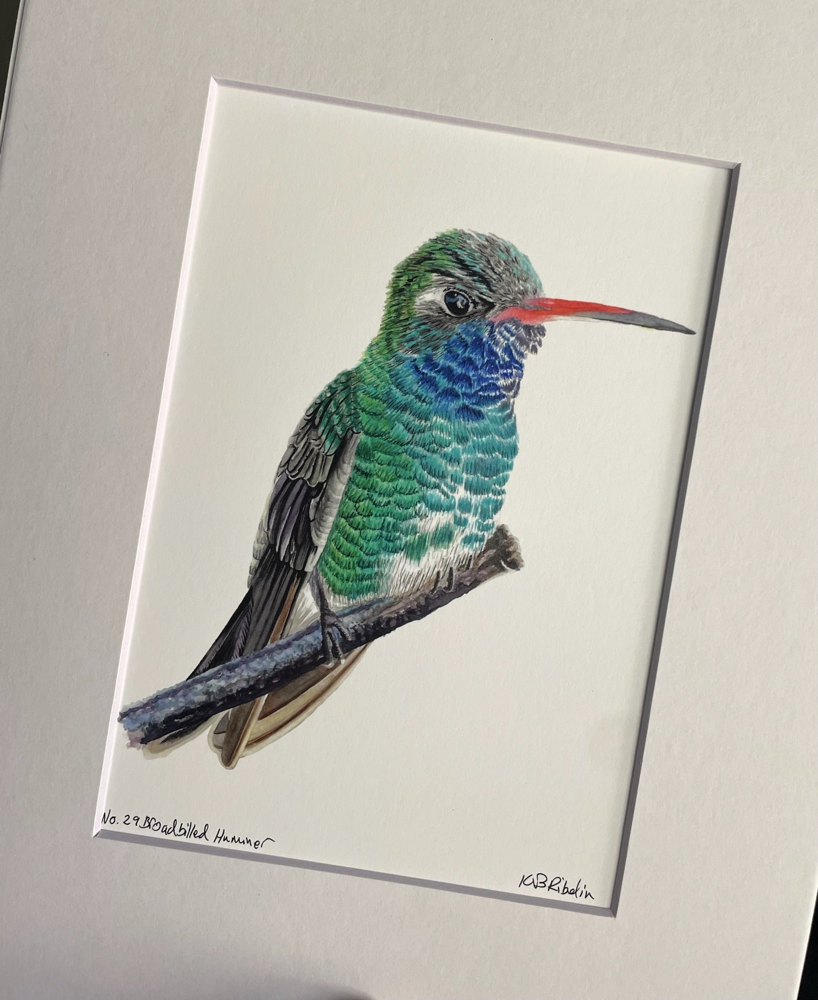 Broad-billed Hummingbird - Bird Art by KB - Giclee Print with White Mat