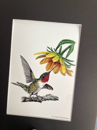 Ruby-Throated Hummingbird - Bird Art by KB - Giclee Print with Black Mat