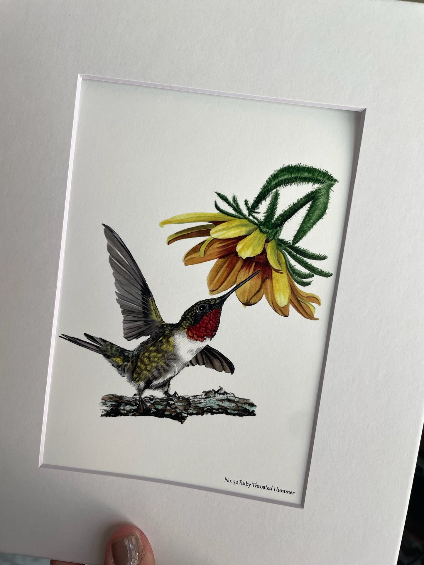 Ruby-Throated Hummingbird - Bird Art by KB - Giclee Print with White Mat