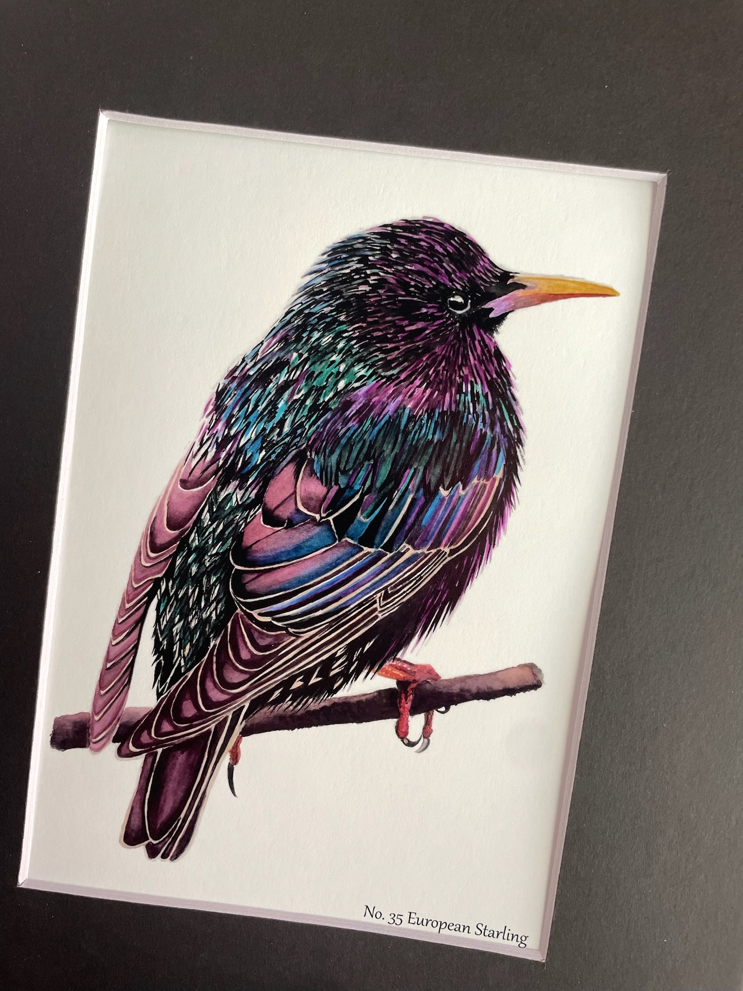 European Starling - Bird Art by KB - Giclee Print with Black Mat