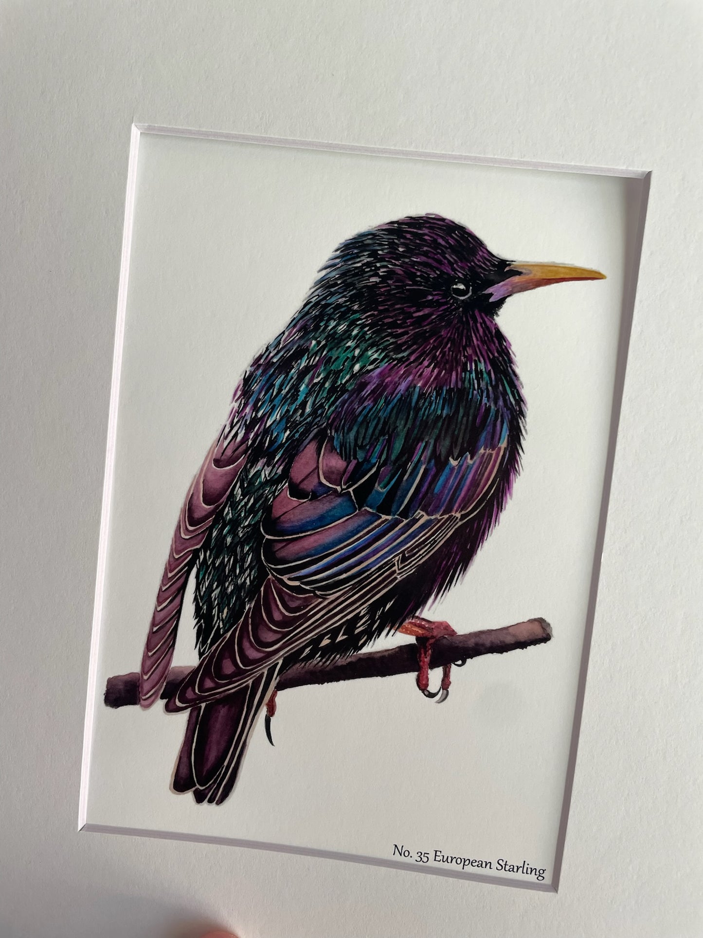 European Starling - Bird Art by KB - Giclee Print with White Mat