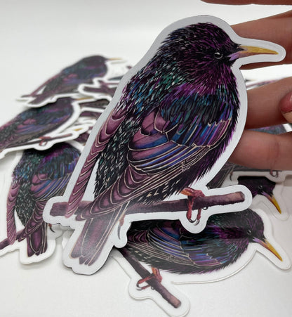 European Starling - Bird Art by KB - Magnet