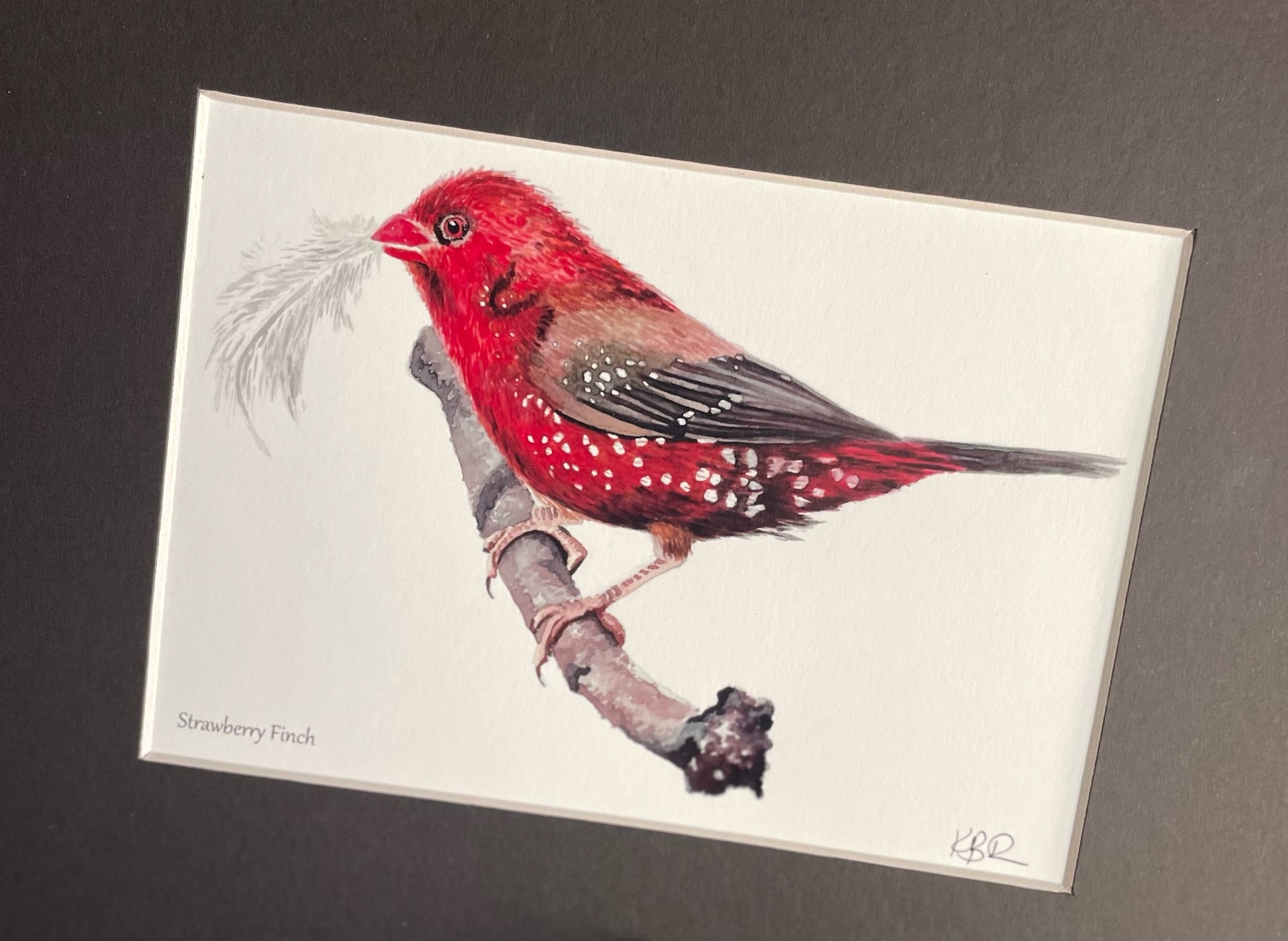 Strawberry Finch - Bird Art by KB - Giclee Print with Black Mat