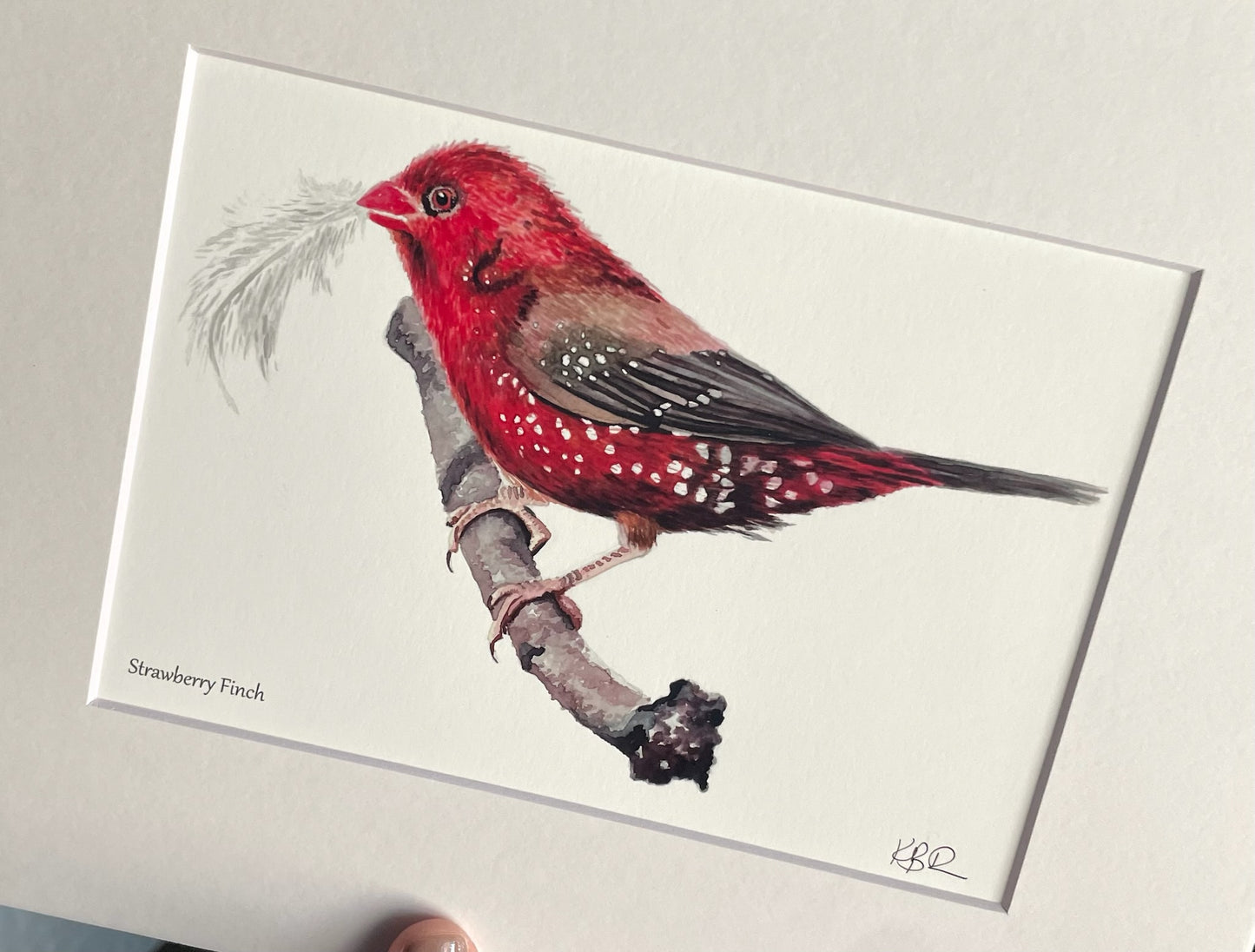 Strawberry Finch - Bird Art by KB - Giclee Print with White Mat