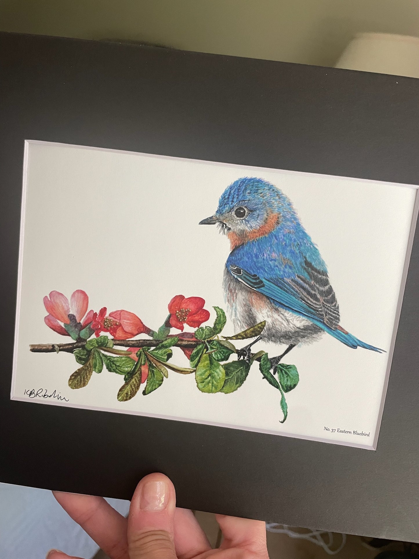 Bluebird - Bird Art by KB - Giclee Print with Black Mat