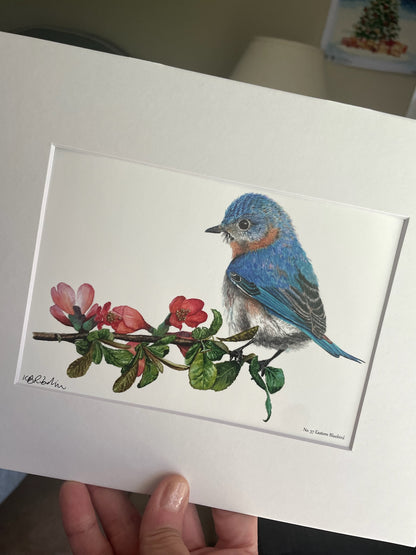 Bluebird - Bird Art by KB - Giclee Print with White Mat
