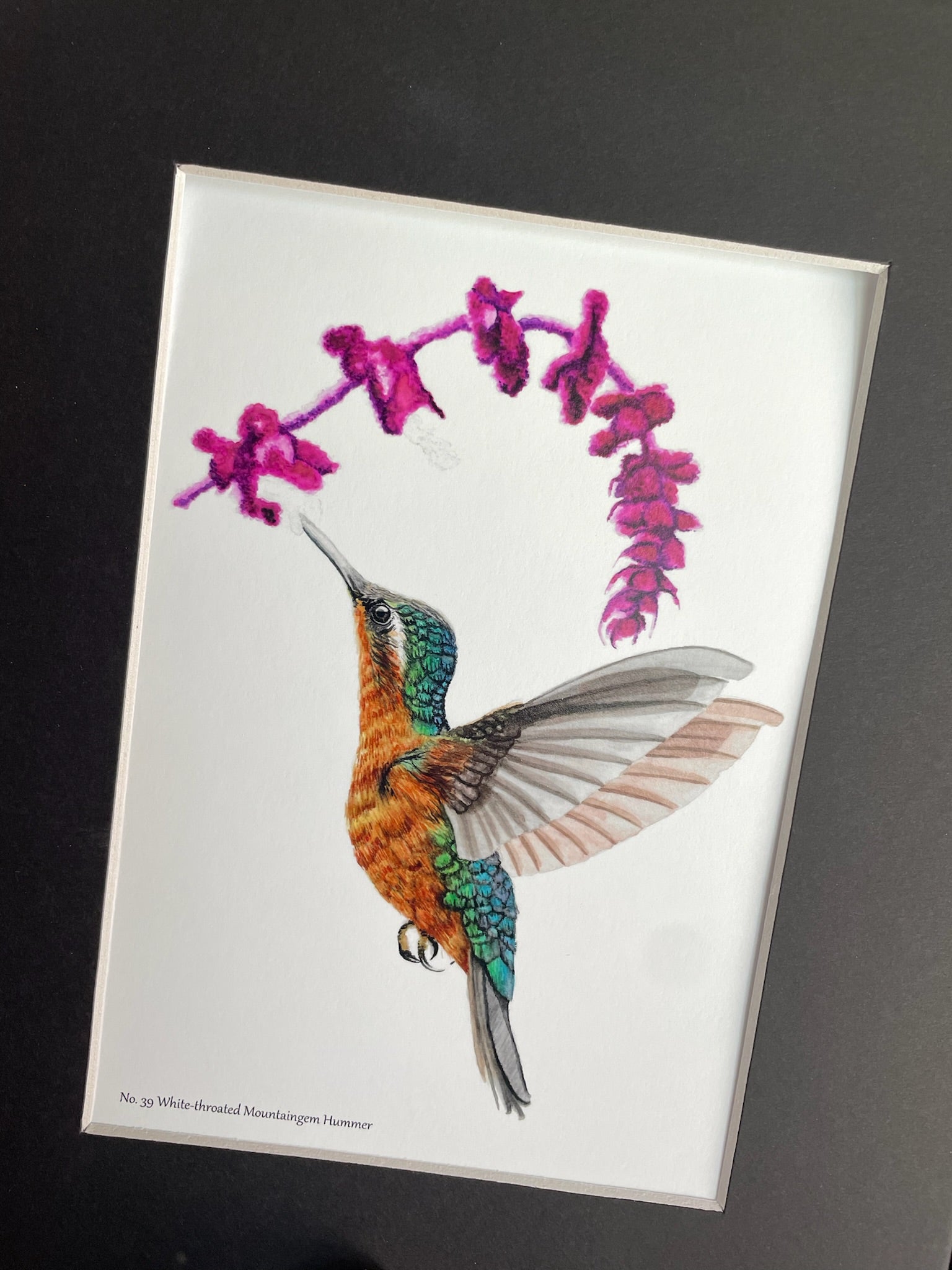White-throated Mountaingem Hummingbird - Bird Art by KB - Giclee Print with Black Mat