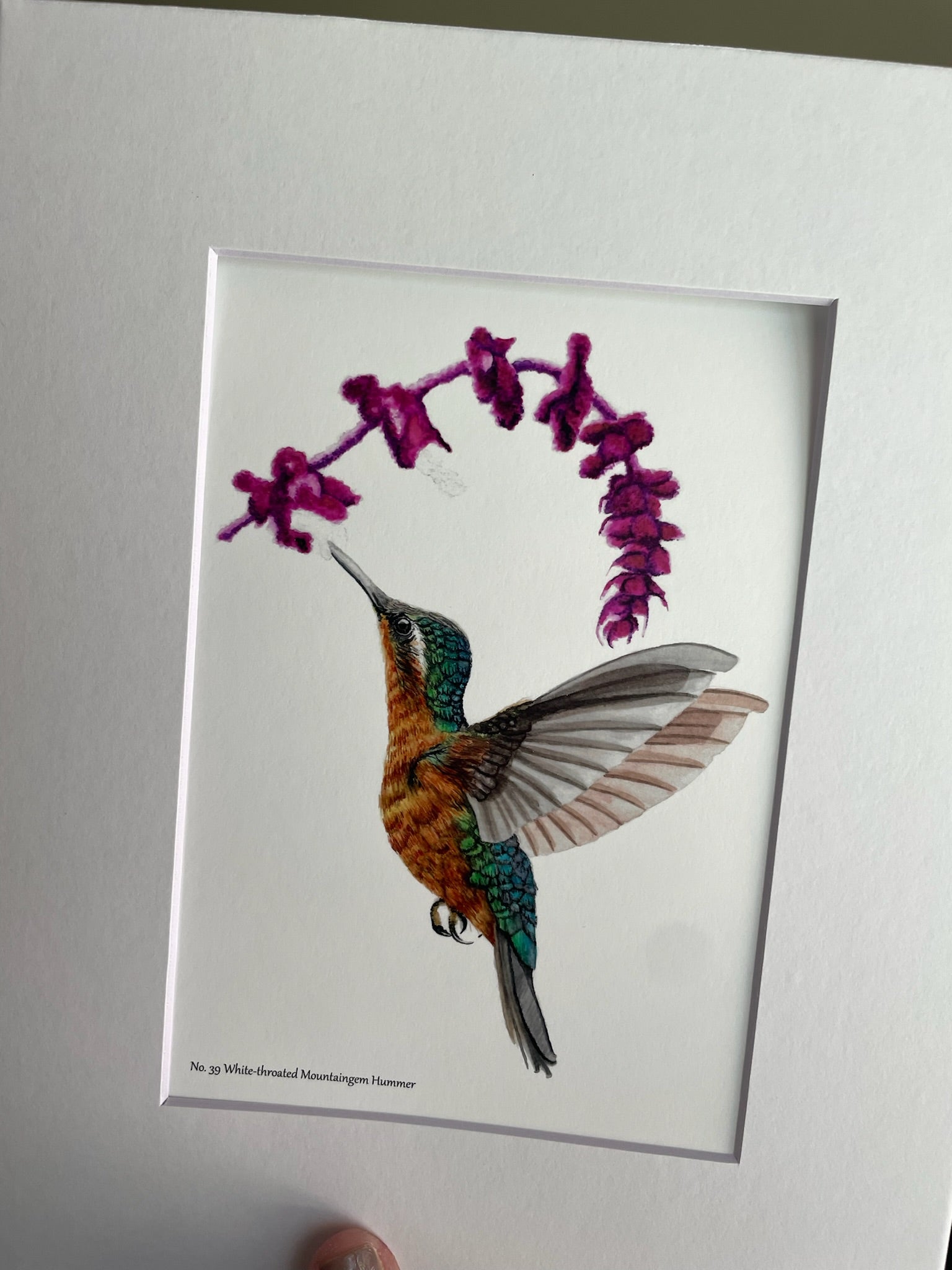 White-throated Mountaingem Hummingbird - Bird Art by KB - Giclee Print with White Mat