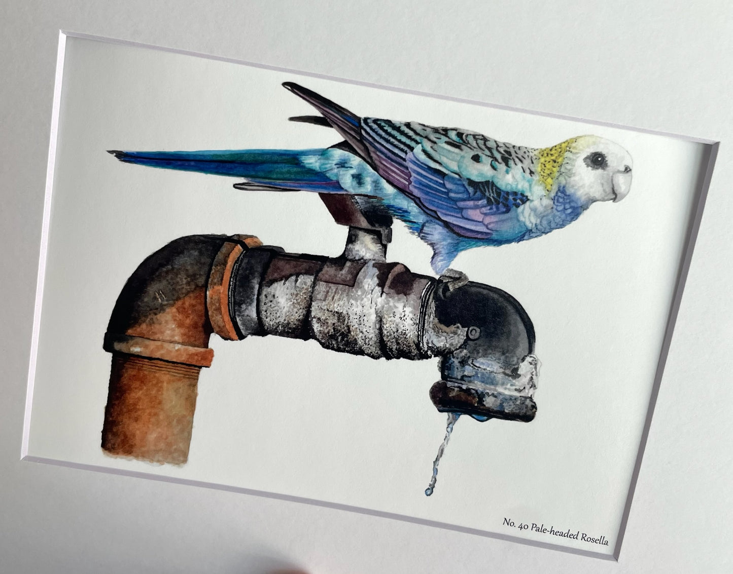 Pale-Headed Rosella - Bird Art by KB - Giclee Print with White Mat