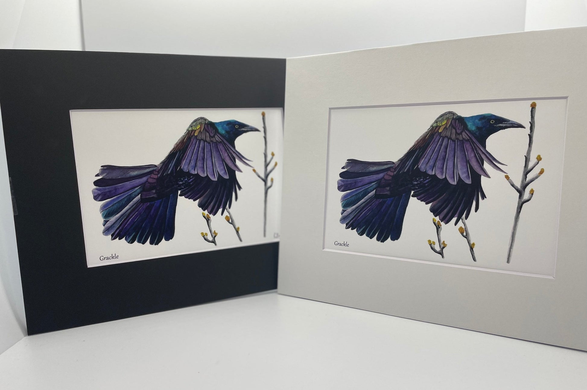 Common Grackle - Bird Art by KB - Giclee Print