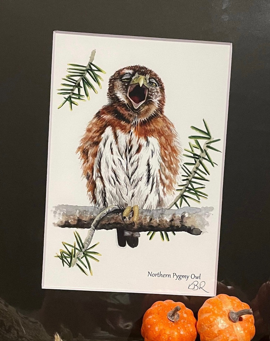 Northern Pygmy Owl - BIrd Art by KB - Giclee Print with Black Mat