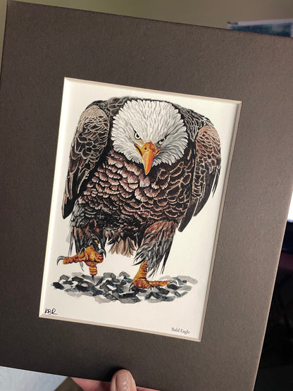 Bald Eagle - Bird Art by KB - Giclee Print with Black Mat