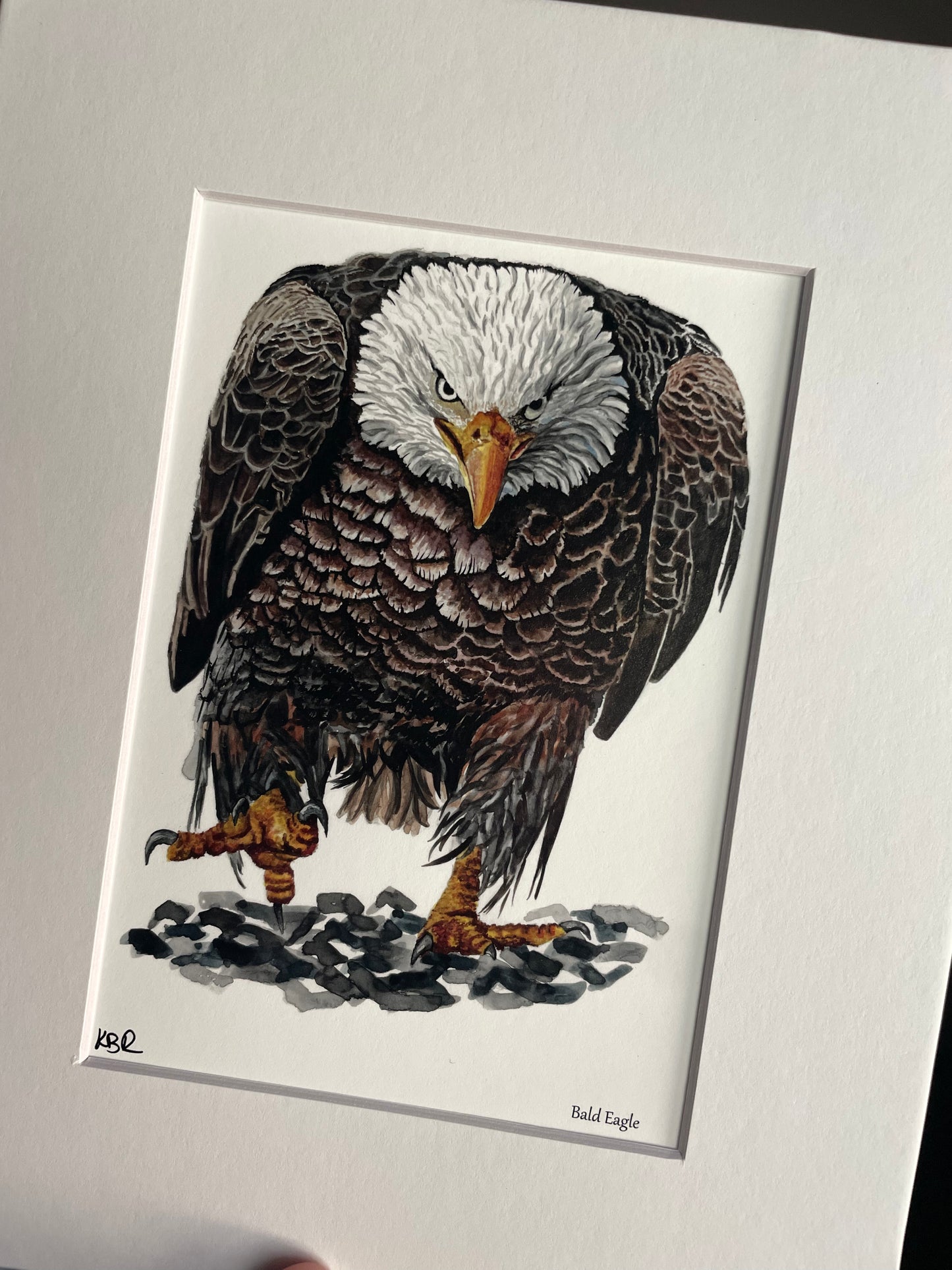 Bald Eagle - Bird Art by KB - Giclee Print with White Mat