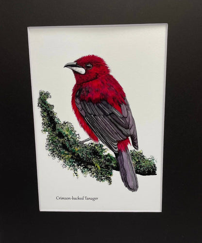 Crimson-Backed Tanager - Bird Art by KB - Giclee Print with Black Mat