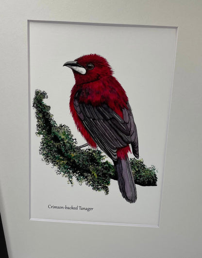 Crimson-Backed Tanager - Bird Art by KB - Giclee Print with White Mat