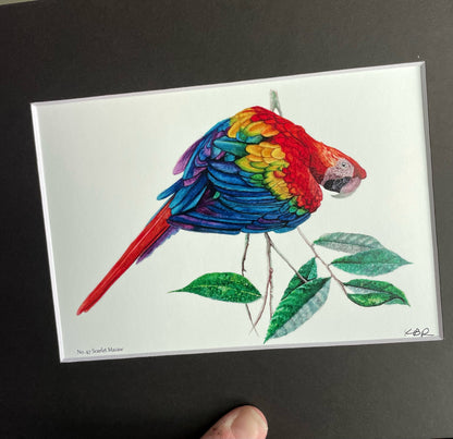 Scarlet Macaw - Bird Art by KB - Giclee Print with Black Mat