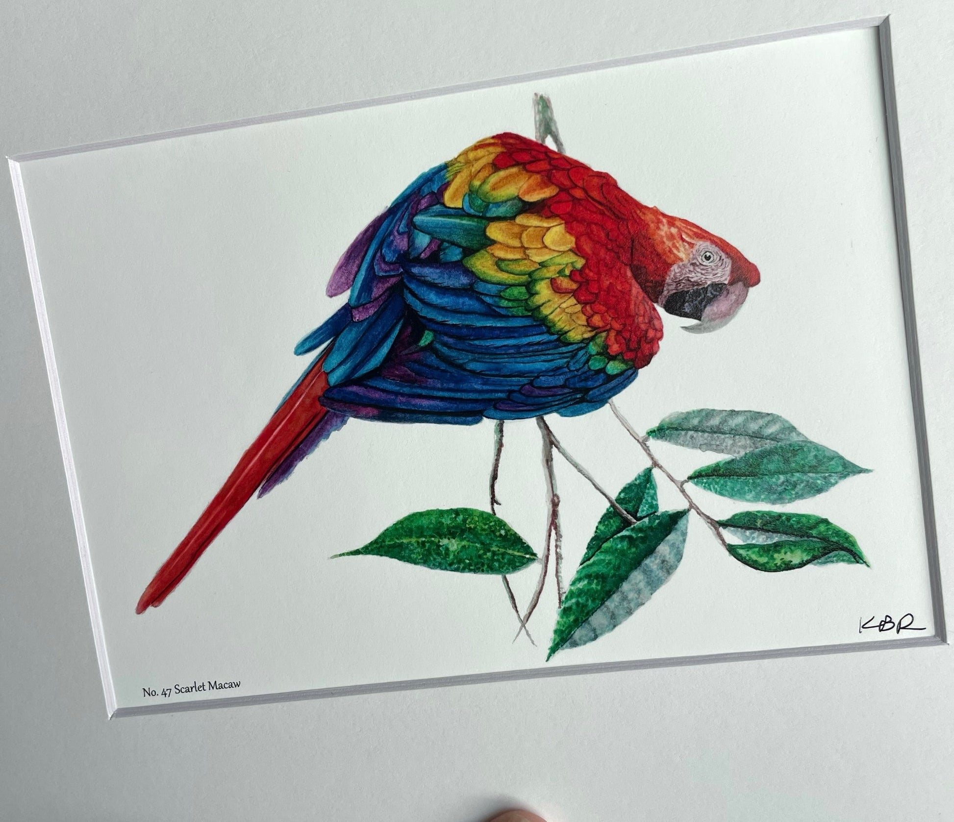 Scarlet Macaw - Bird Art by KB - Giclee Print with White Mat