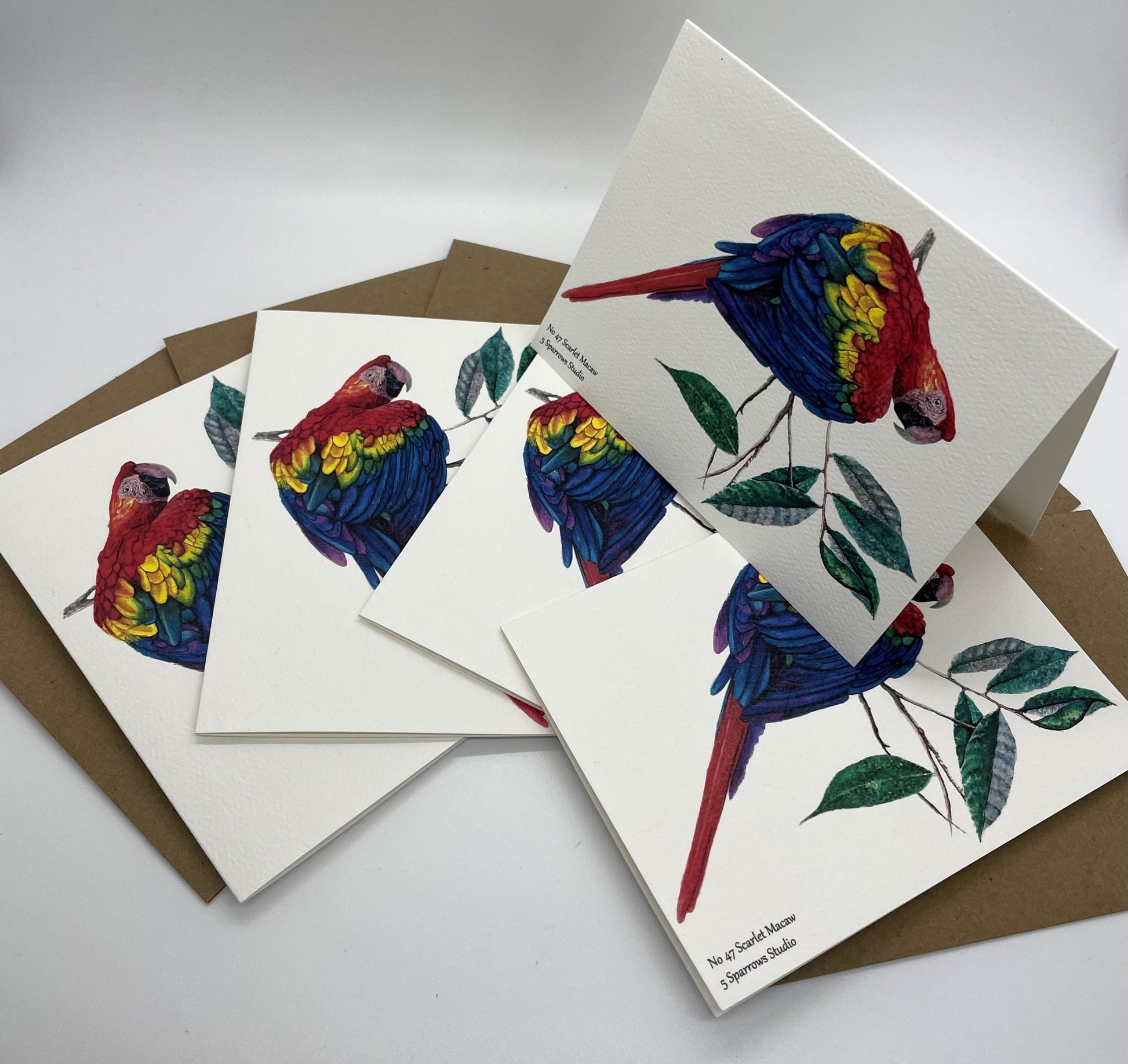 Scarlet Macaw - Bird Art by KB - Notecard Set