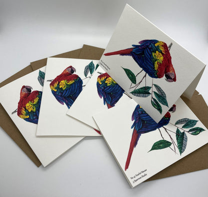 Scarlet Macaw - Bird Art by KB - Notecard Set