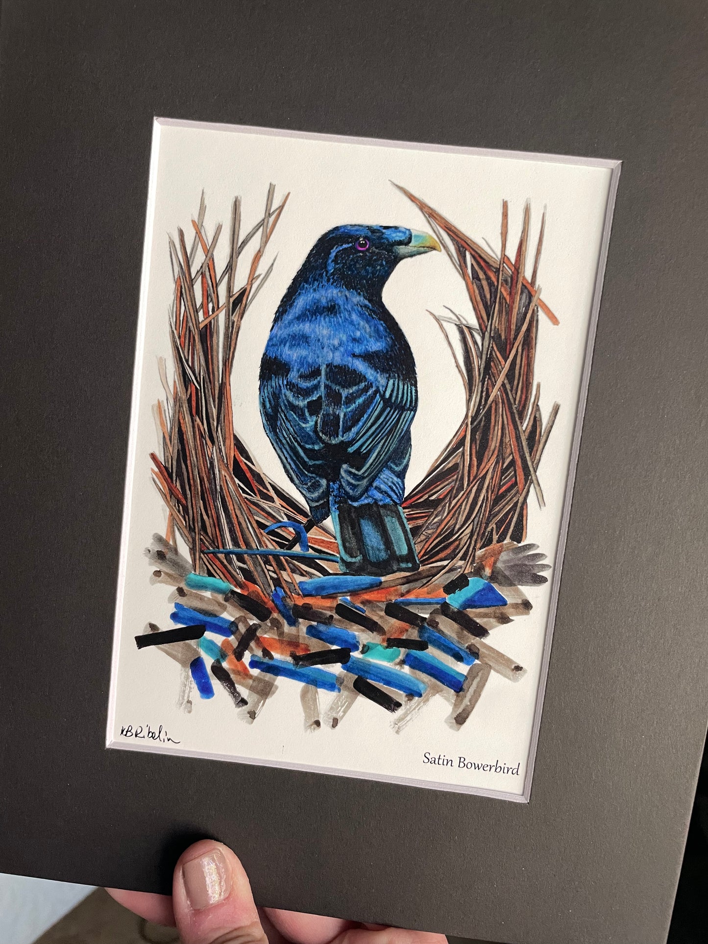 Satin Bower Bird - Bird Art by KB - Giclee Print with Black Mat