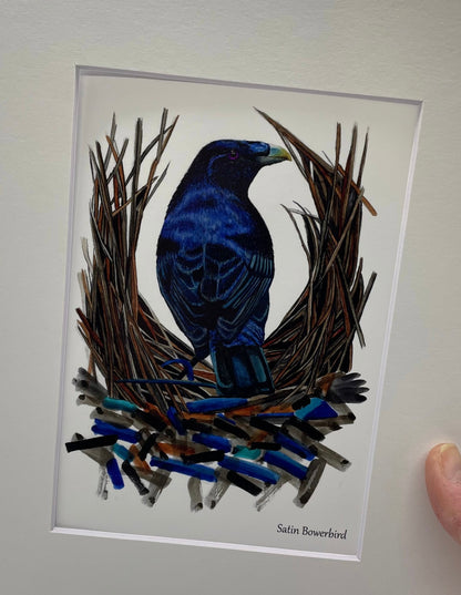 Satin Bower Bird - Bird Art by KB - Giclee Print with White Mat