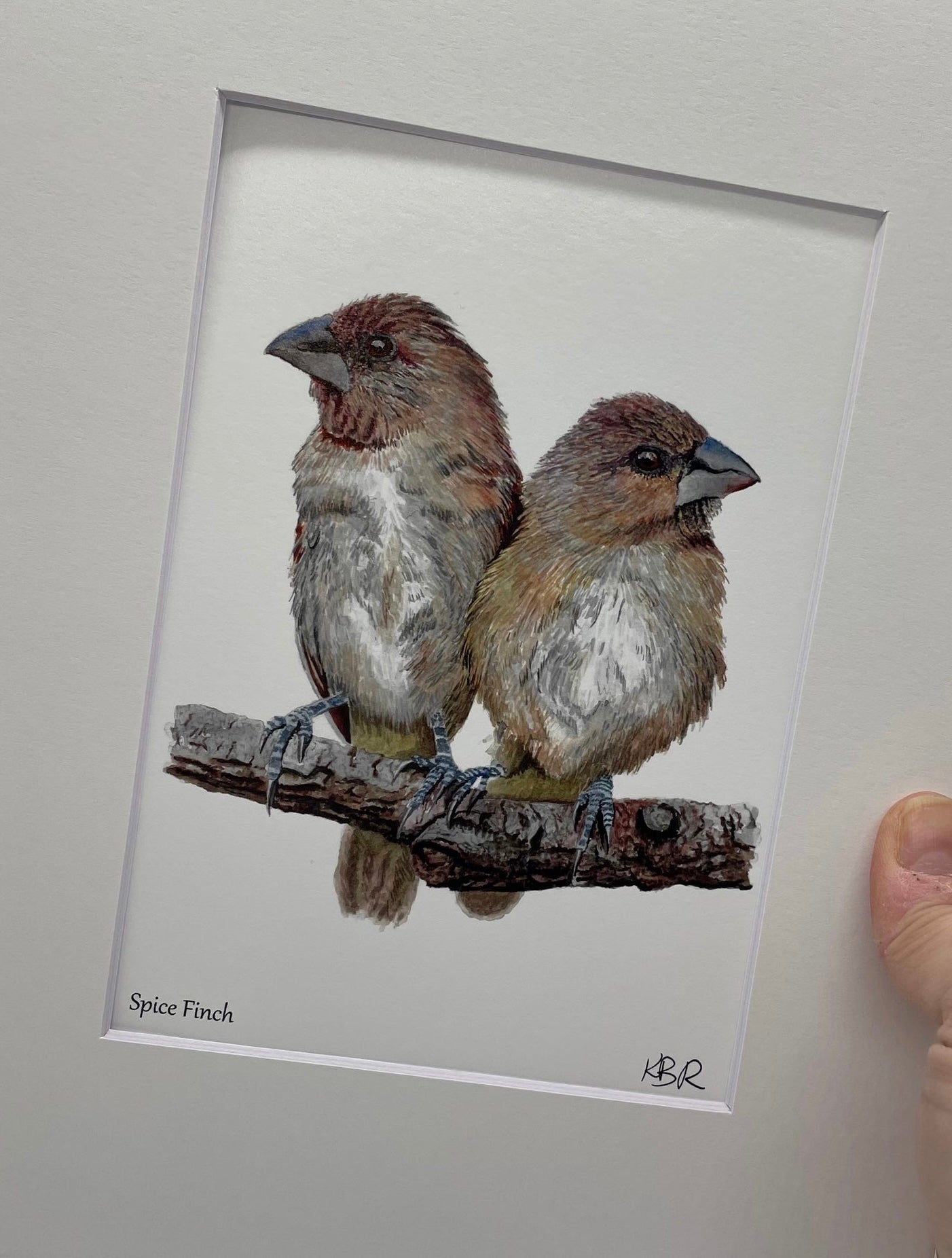 Spice Finch - Bird Art by KB - Giclee Print with White Mat