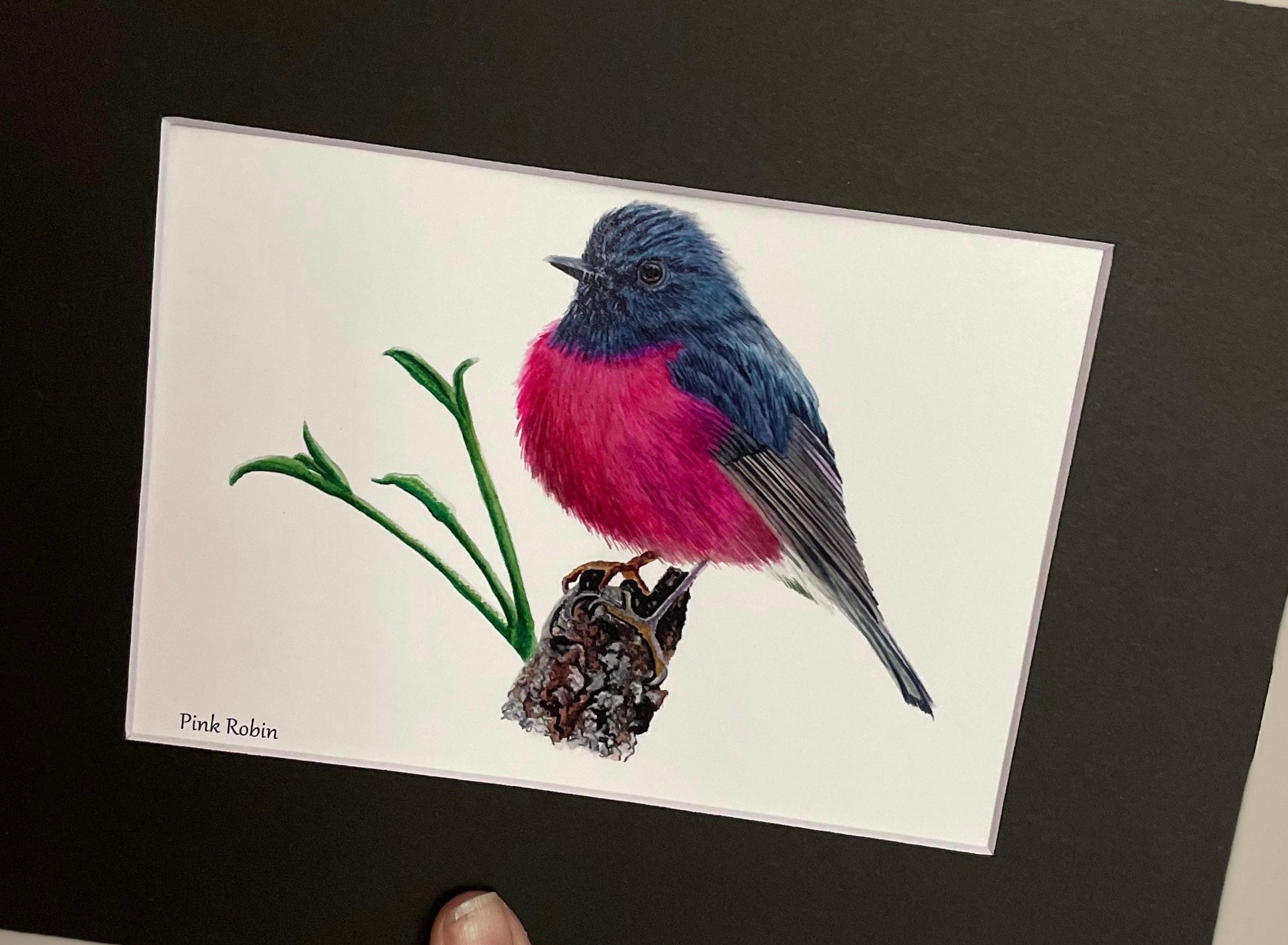 Pink Robin - Bird Art by KB - Giclee Print with Black Mat