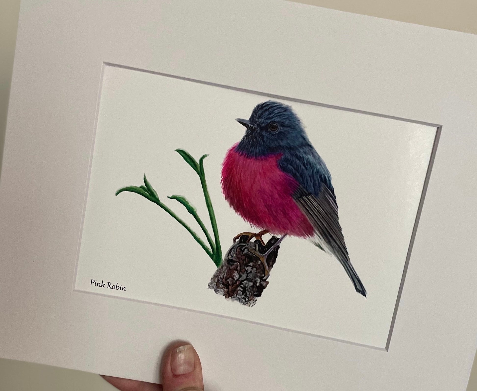 Pink Robin - Bird Art by KB - Giclee Print with White Mat