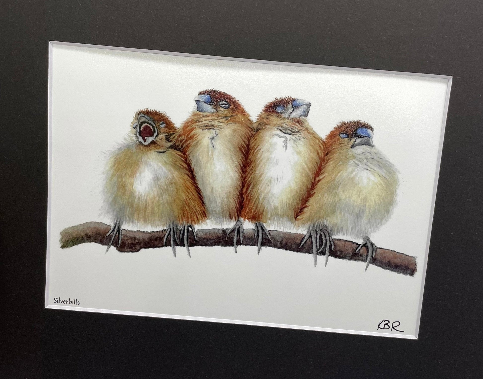 Silverbills - Bird Art by KB - Giclee Print with Black Mat