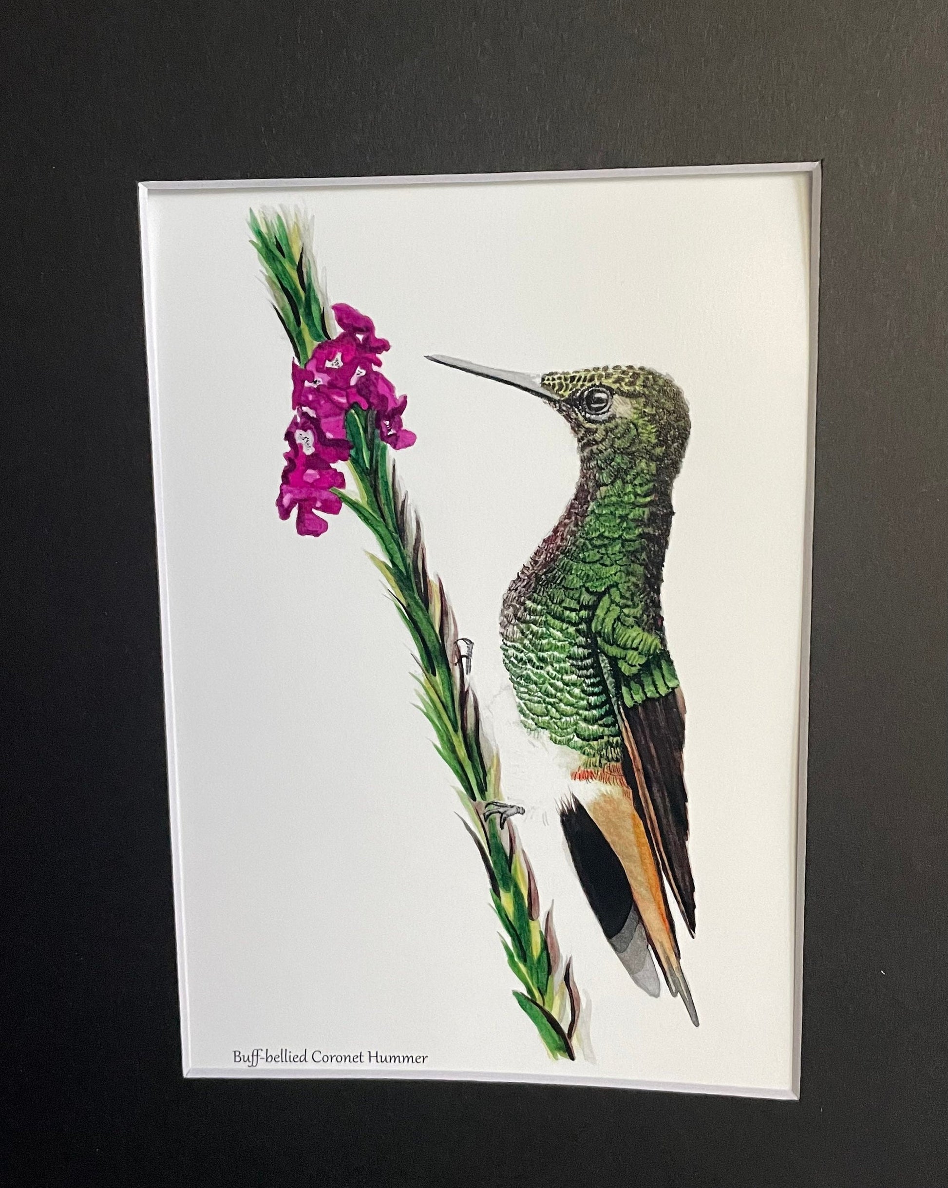 Buff-tailed Coronet Hummer - Bird Art by KB - Giclee Print with Black Mat