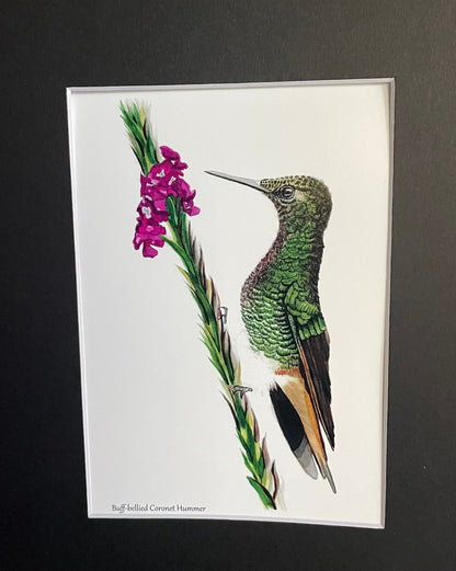 Buff-tailed Coronet Hummer - Bird Art by KB - Giclee Print with Black Mat