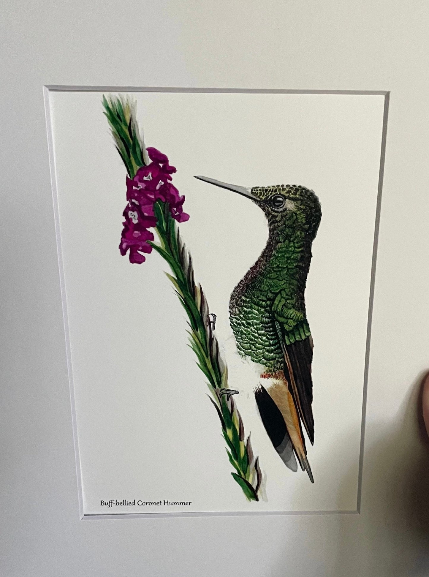 Buff-tailed Coronet Hummer - Bird Art by KB - Giclee Print with White Mat