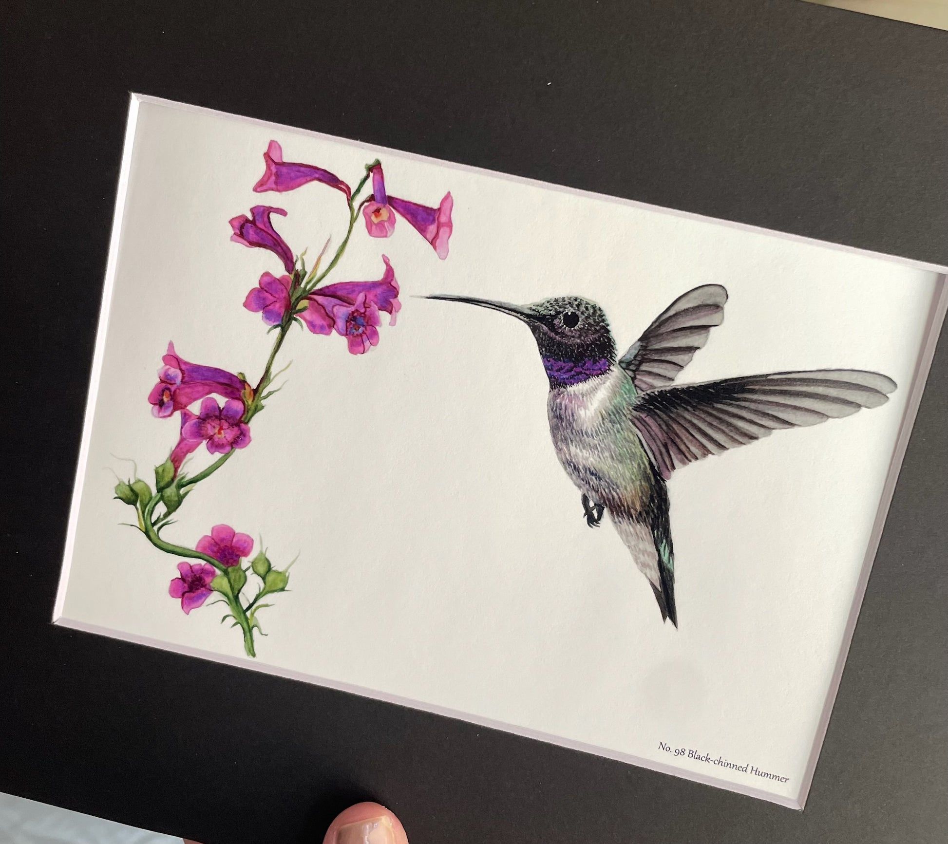 Black Chinned Hummingbird - Bird Art by KB - Giclee Print with Black Border