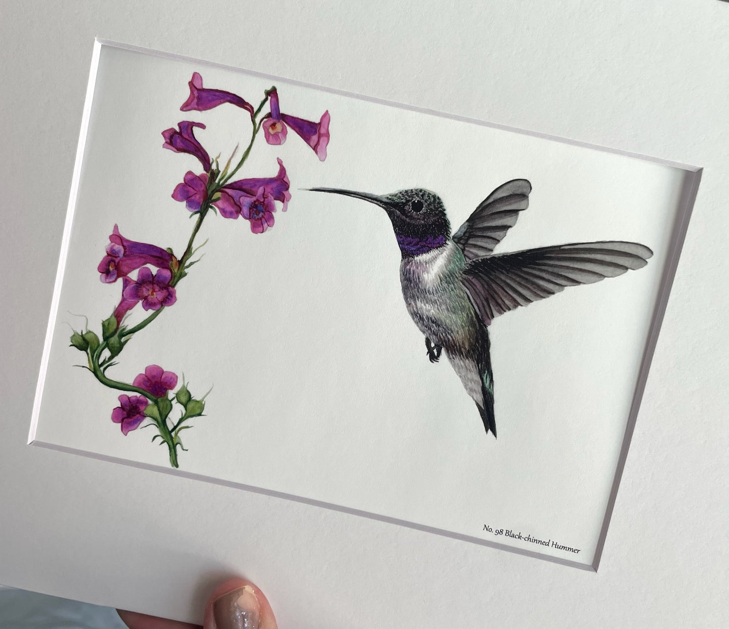 Black Chinned Hummingbird - Bird Art by KB - Giclee Print with White Border