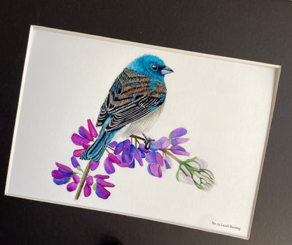 Lazuli Bunting - Bird Art by KB - Giclee Print with Black Mat