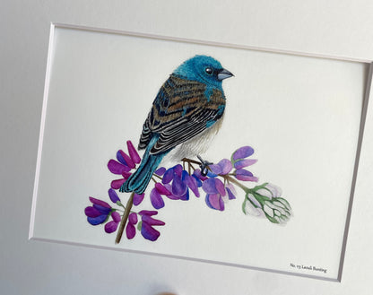 Lazuli Bunting - Bird Art by KB - Giclee Print with White Mat