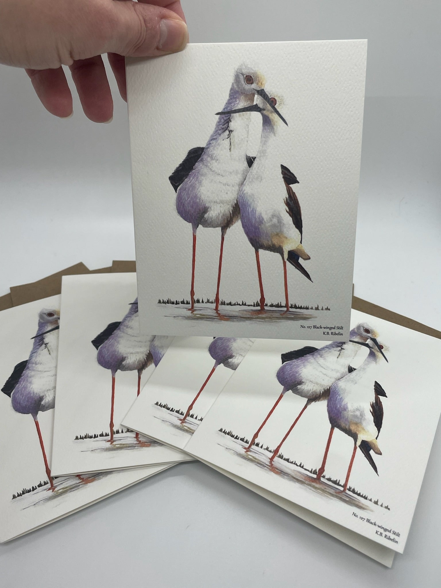 Black-winged Stilt - Bird Art by KB - Notecard Individual