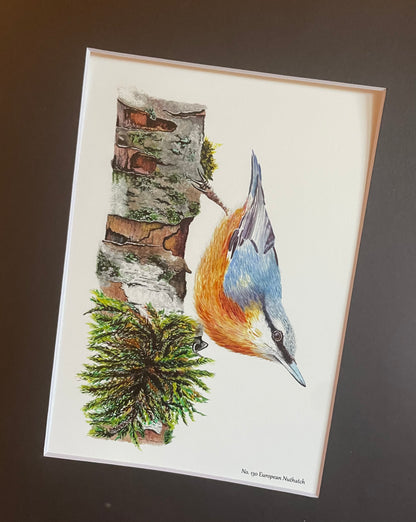 Eurasian Nuthatch - Bird Art by KB - Giclee Print with Black Mat